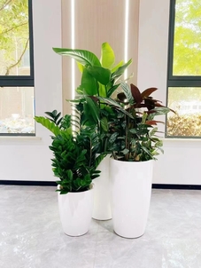 在海曙，花卉租赁如何扮靓您的世界？